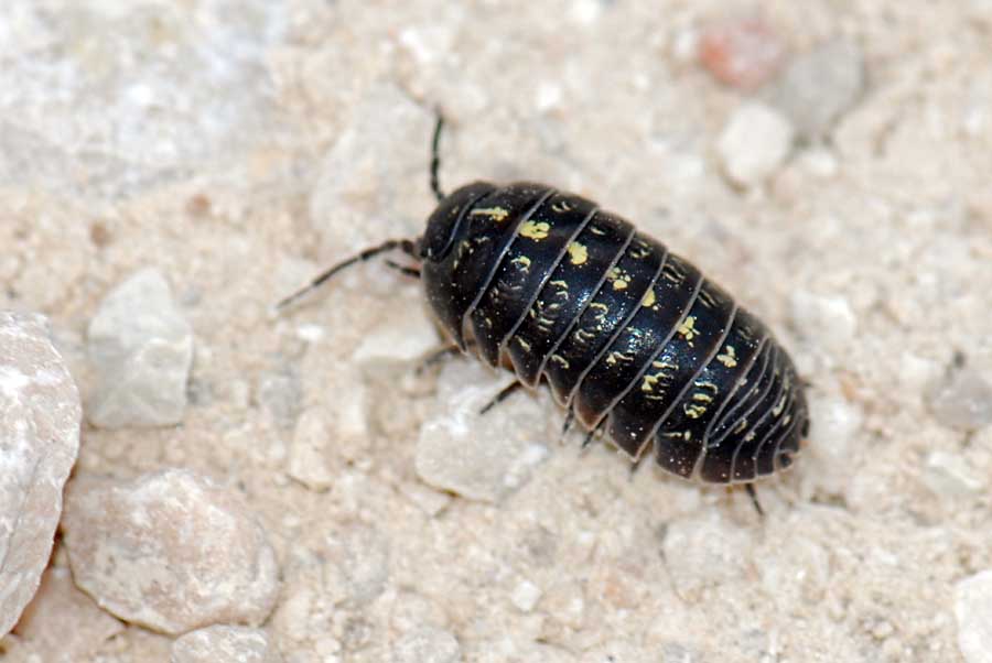 Armadillidium sp. dall''Altopiano di Asiago